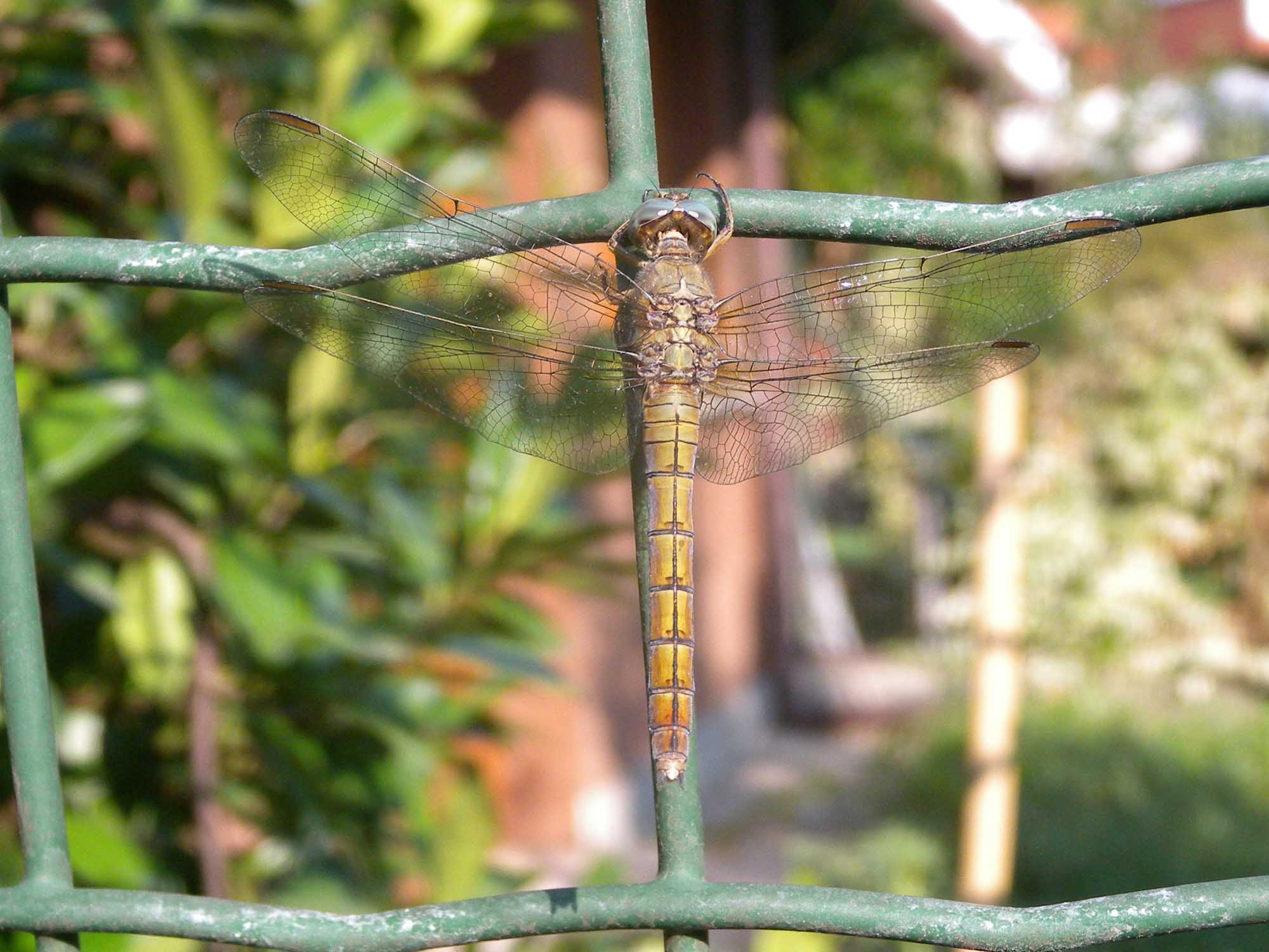 carrellata di Orthetrum coerulescens